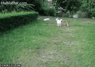 jumping dog fail