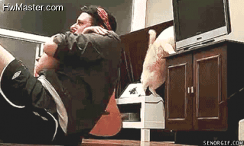 funny pictures gif cat tv crash