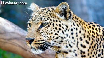 02465 leopardstare 1920x1080