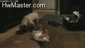 funny gifs pug steals pacifier