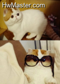 mashishocool
