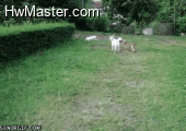 jumping dog fail