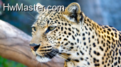 02465 leopardstare 1920x1080