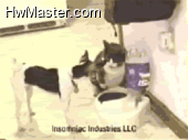 catdog