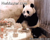 sneezing panda
